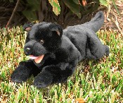 Black Puppy