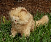 Persian Cat - Click Image to Close