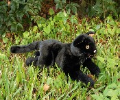 Black Cat (18 INCHES)